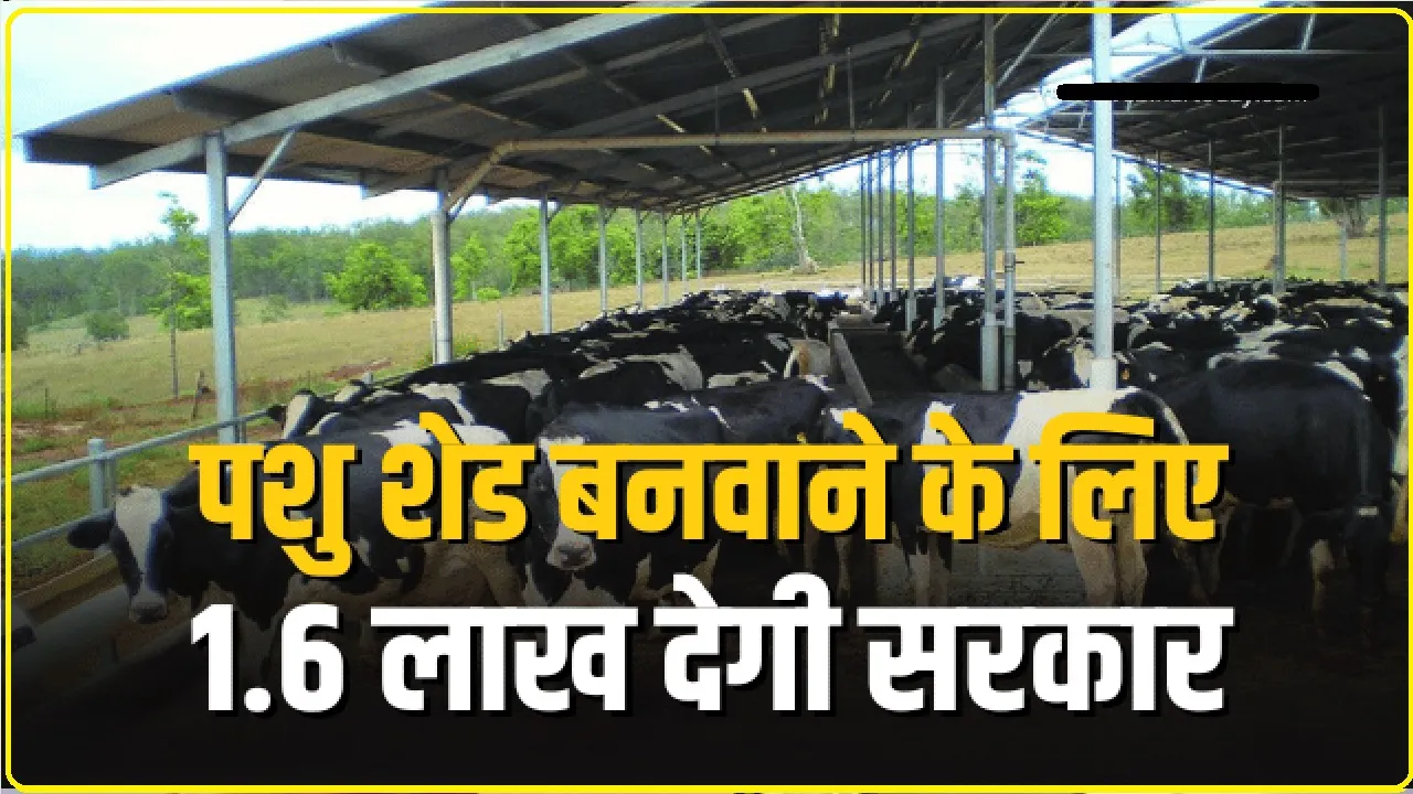 MGNREGA Pashu Shed Yojana : पशु शेड बनवाने के लिए 1 लाख 60 हजार रुपए देगी सरकार, यहाँ करें आवेदन.