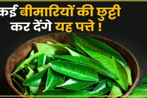 Neem leaf benefits || ये हरी पत्ती आपको कई रोगों में दिलाएंगी राहत, जानिए उनके नाम