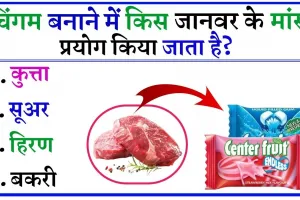 interesting Quiz || चिंगम में किस जानवर का मांस मिलाया जाता है, क्या आपको पता है इसका उत्तर?