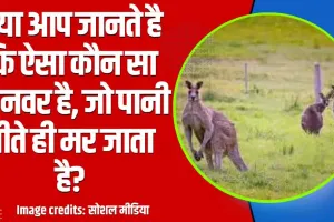 General Knowledge Tricky Questions || क्या आप जानते है कि ऐसा कौन सा जानवर है, जो पानी पीते ही मर जाता है?